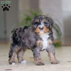 Trump, Mini Bernedoodle Puppy